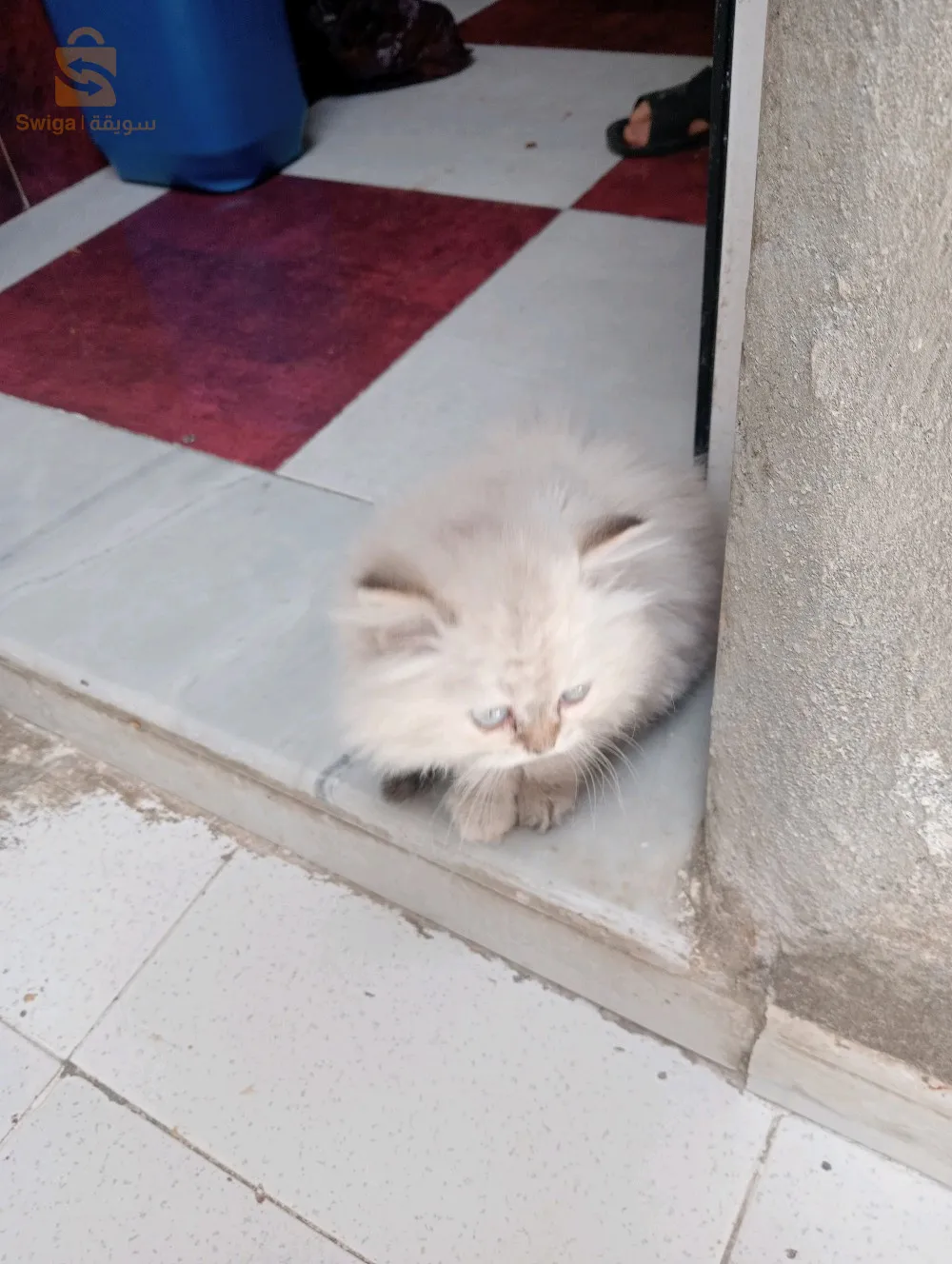 قطة من فصيلة حرة بارسون فارسي