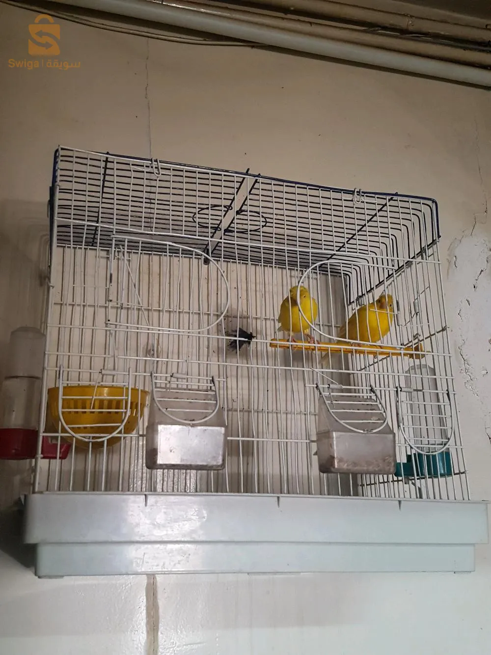 كوبل كناري + كاجا كبيرة