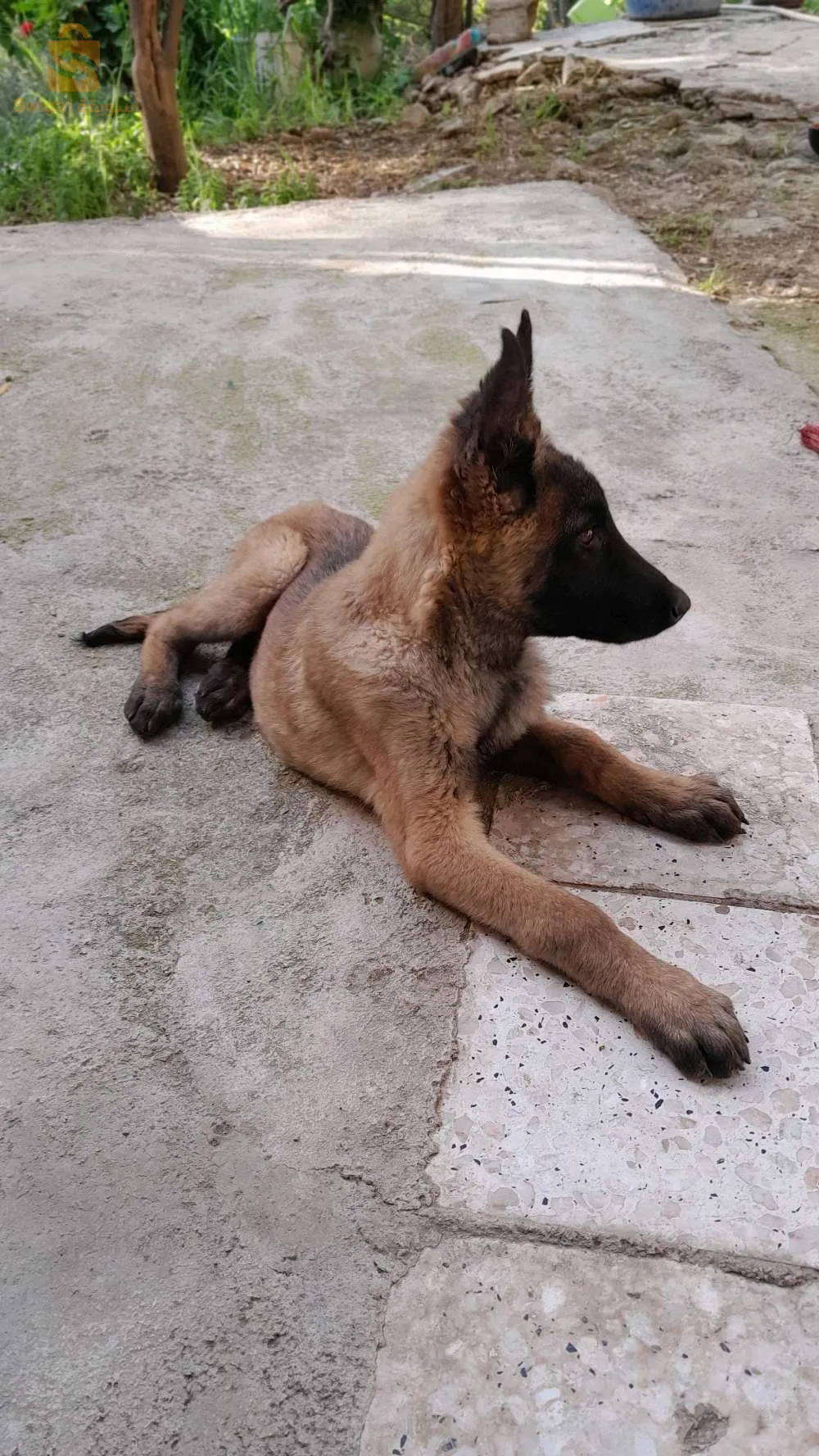 malinoi