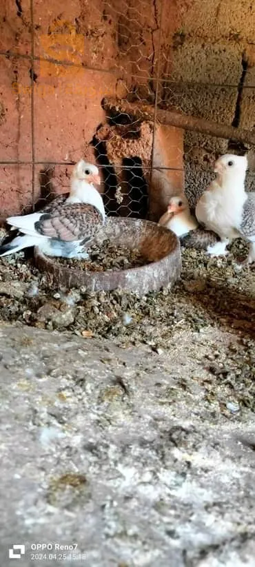 رقان / ادرار