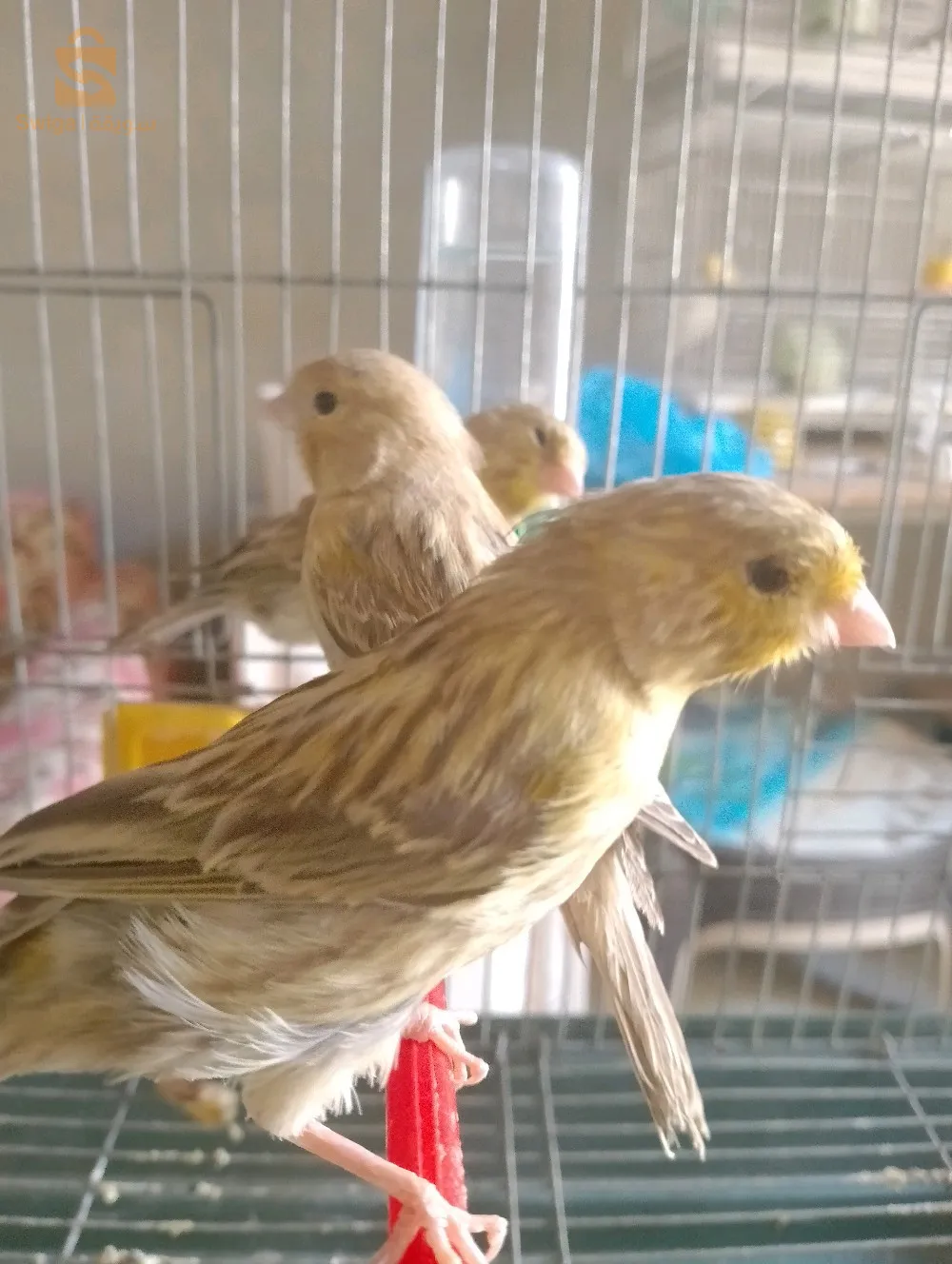 للبيع 3حبات اغات