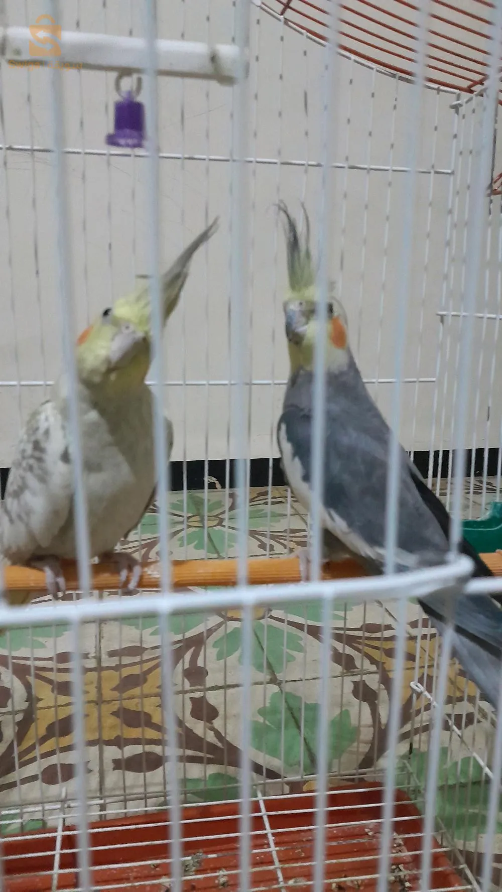ثلاث كولوبسيك