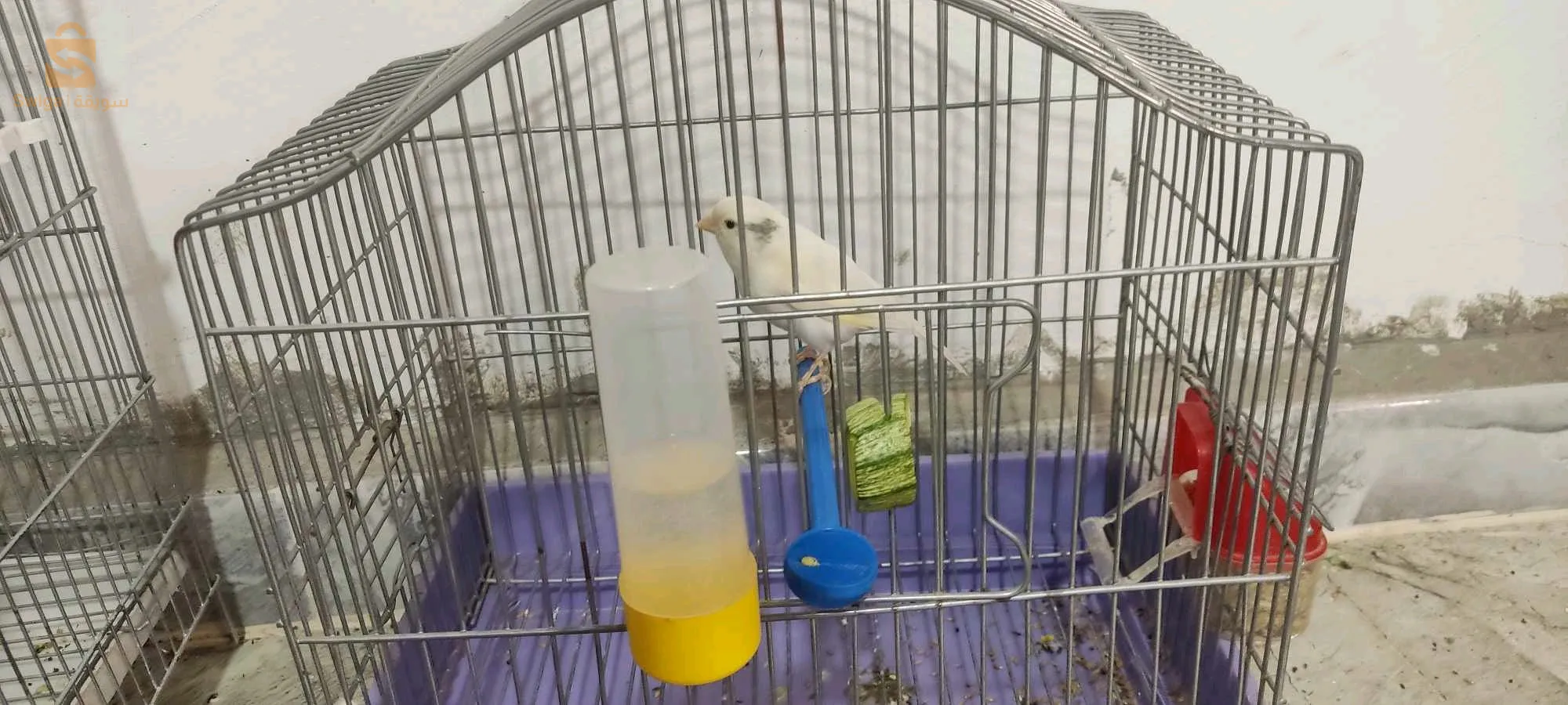 الكناري الجميل مرحبا