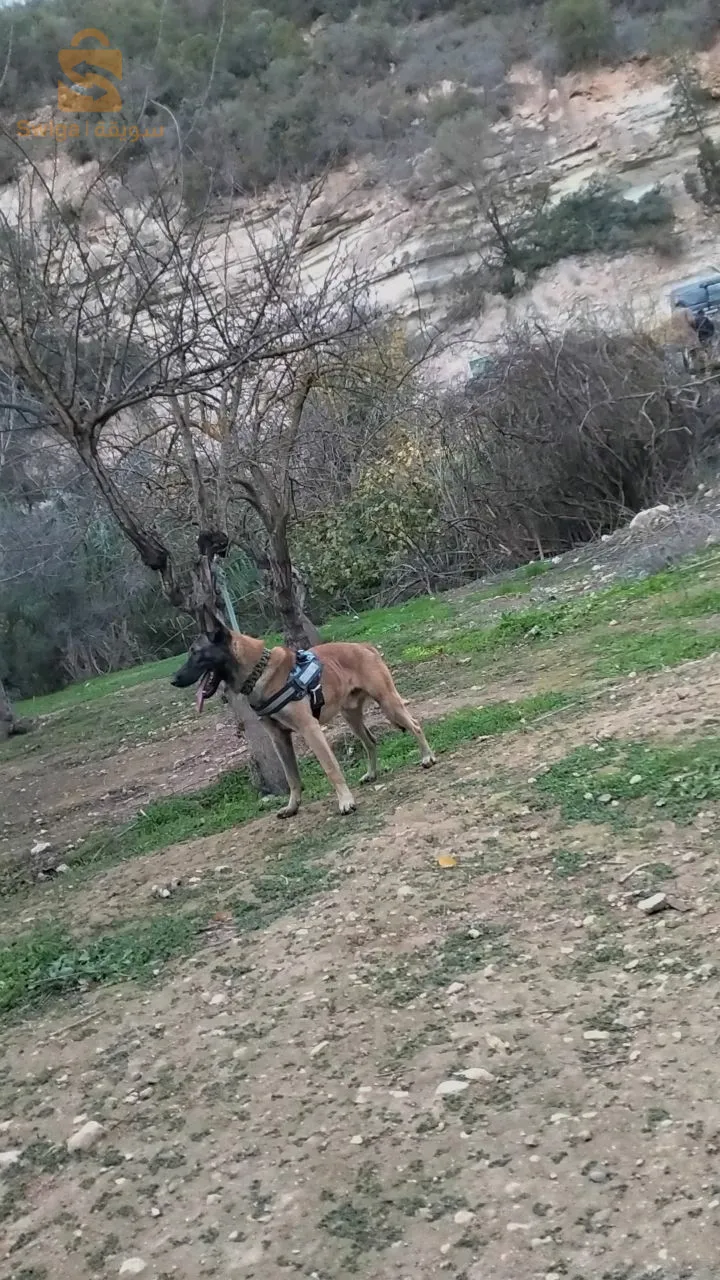 مالينوا كلاسيك  18 moi