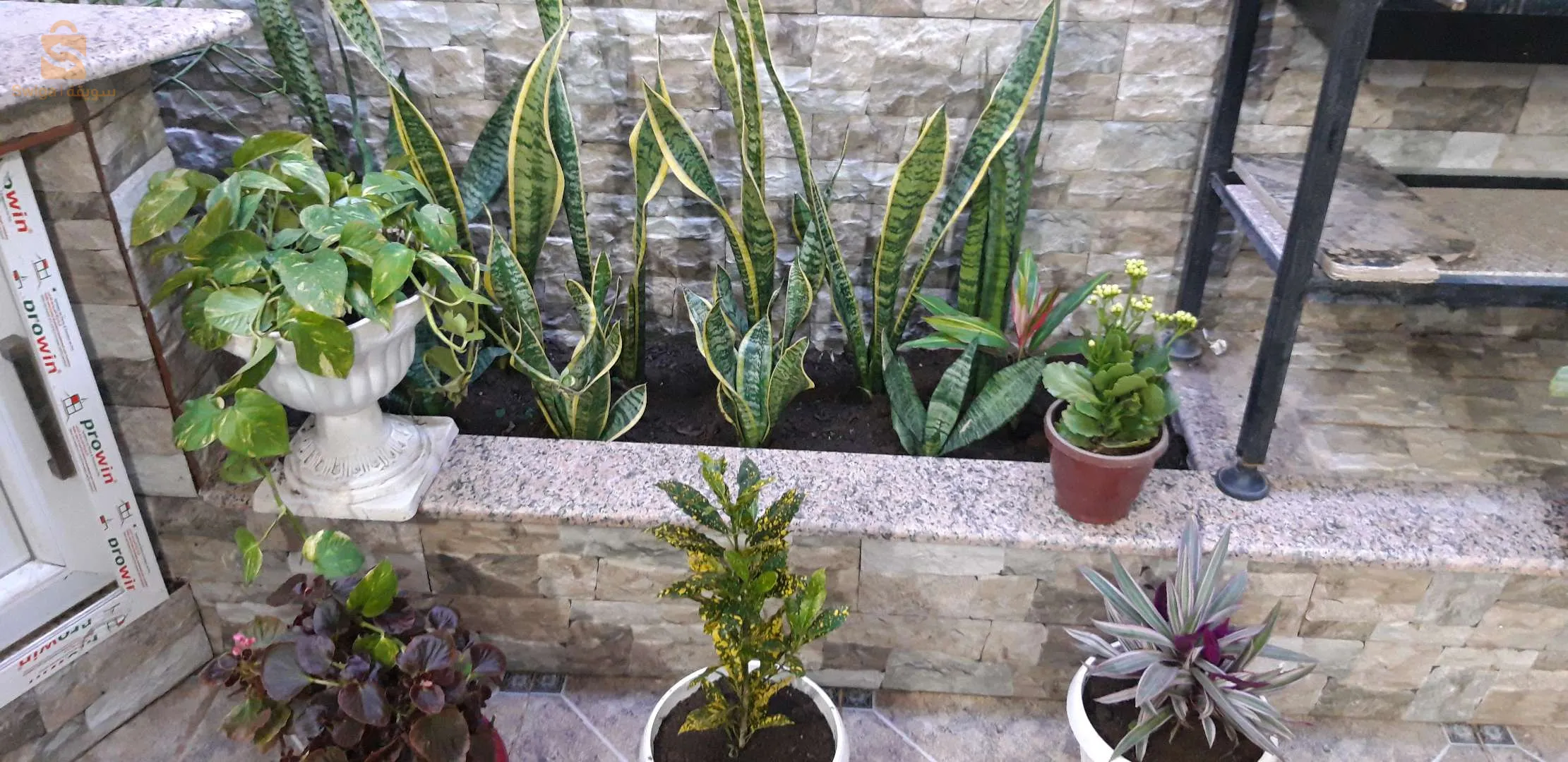 Le prix selon la qualité des plantes et la  taille