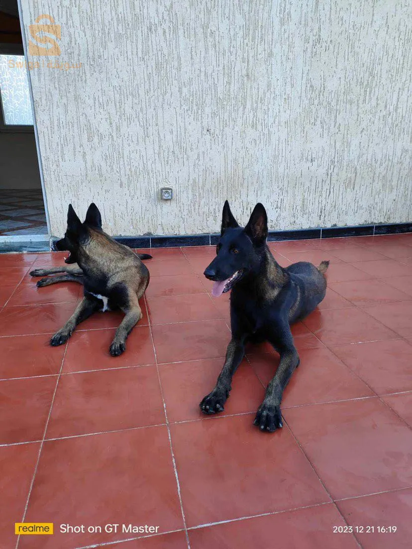 female malinois charbonné très adorable
