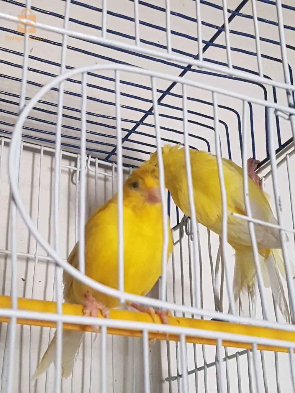 كوبل كناري + كاجا كبيرة