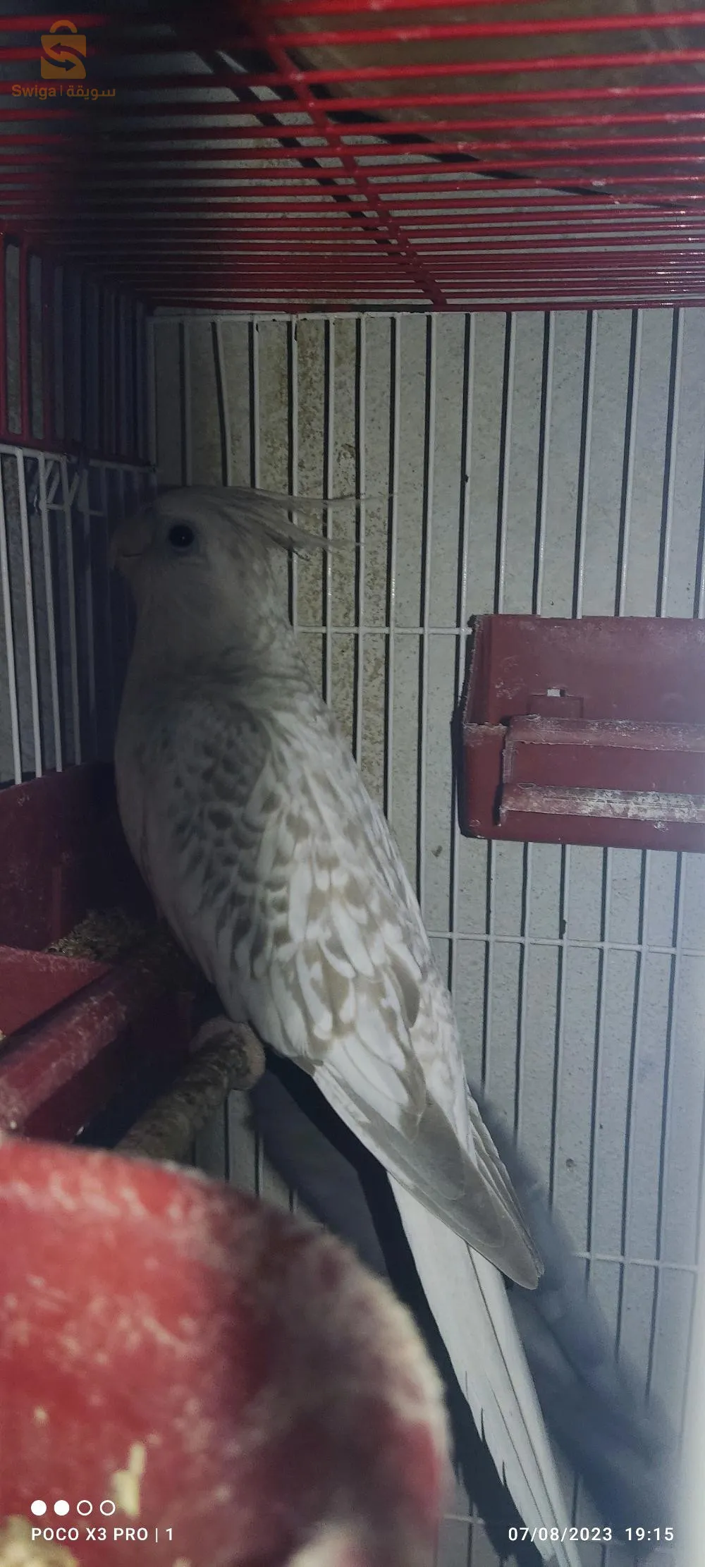 2 كوبلات كالوبسيت