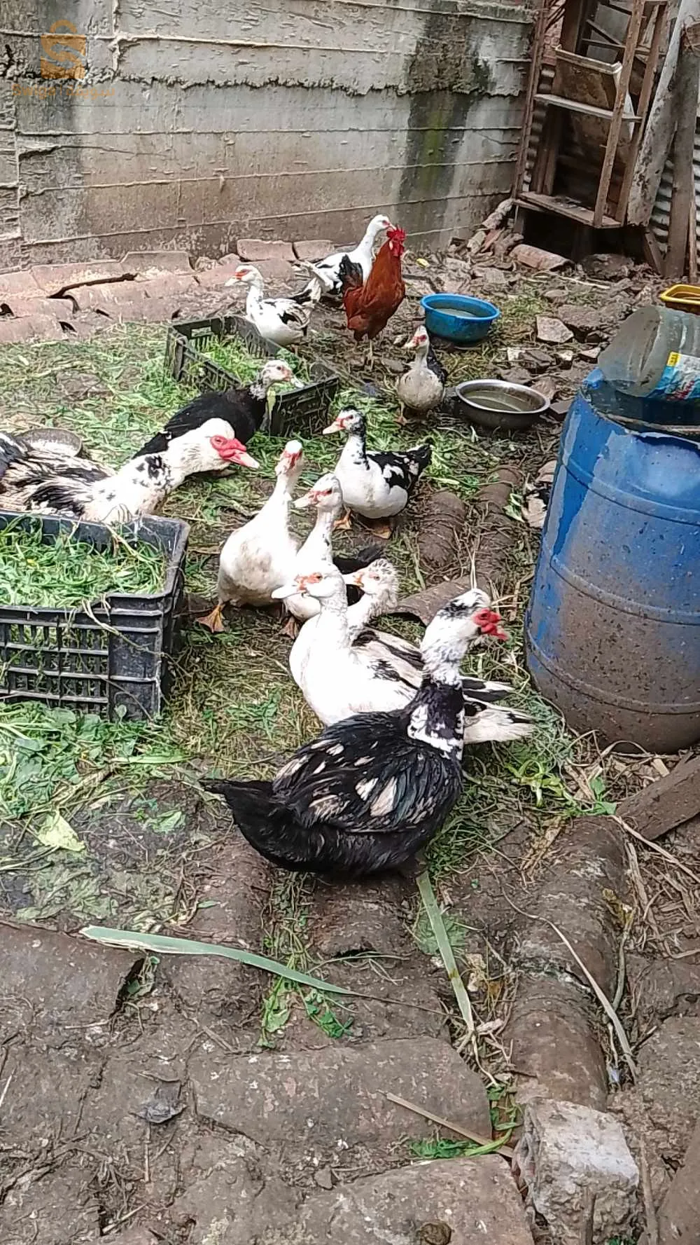 بط البربر+بيض ملقح ✅