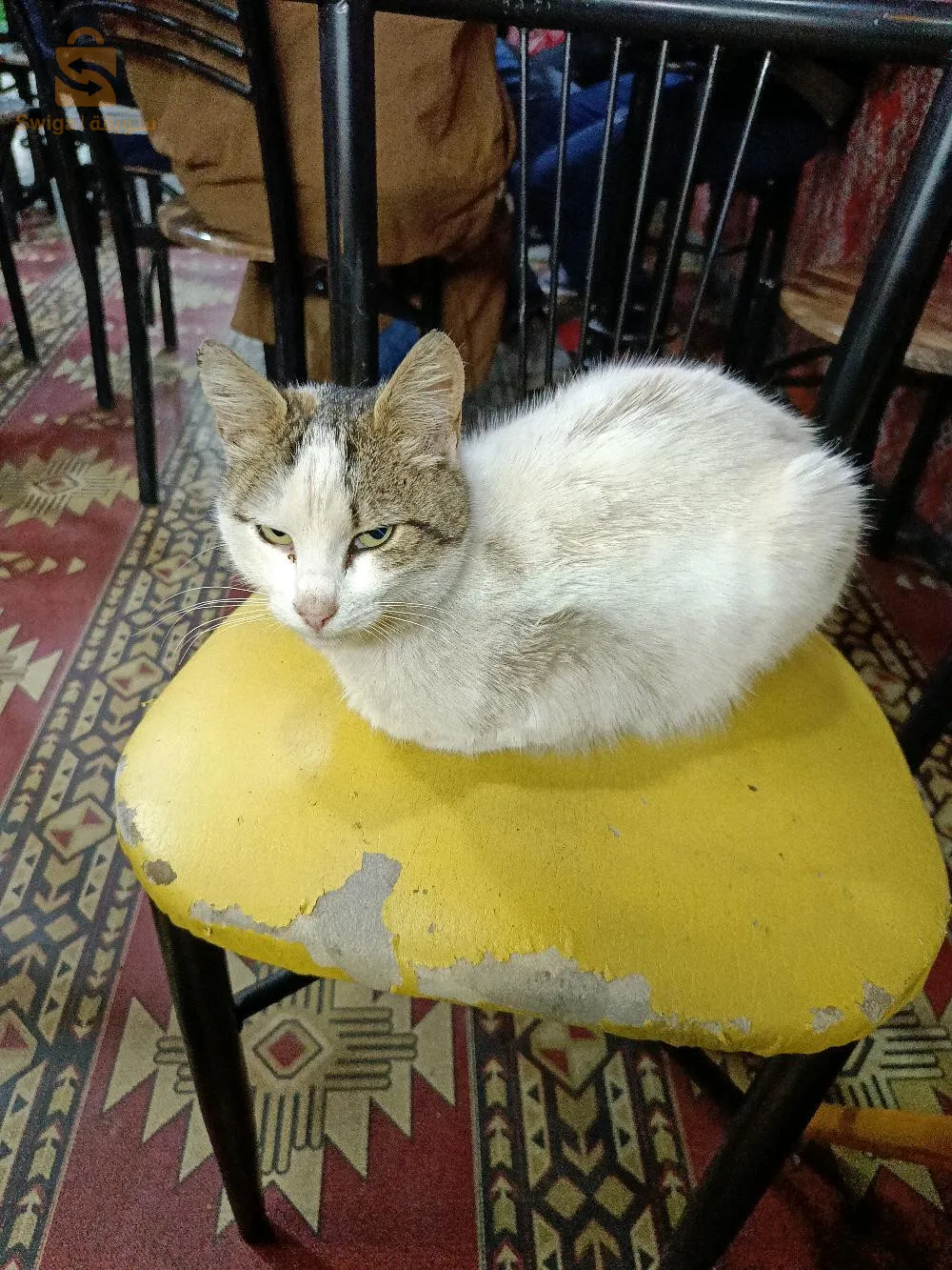 قطيوط لاراص نتاع البرازيل كاينة حبة فالجزائر كاملا