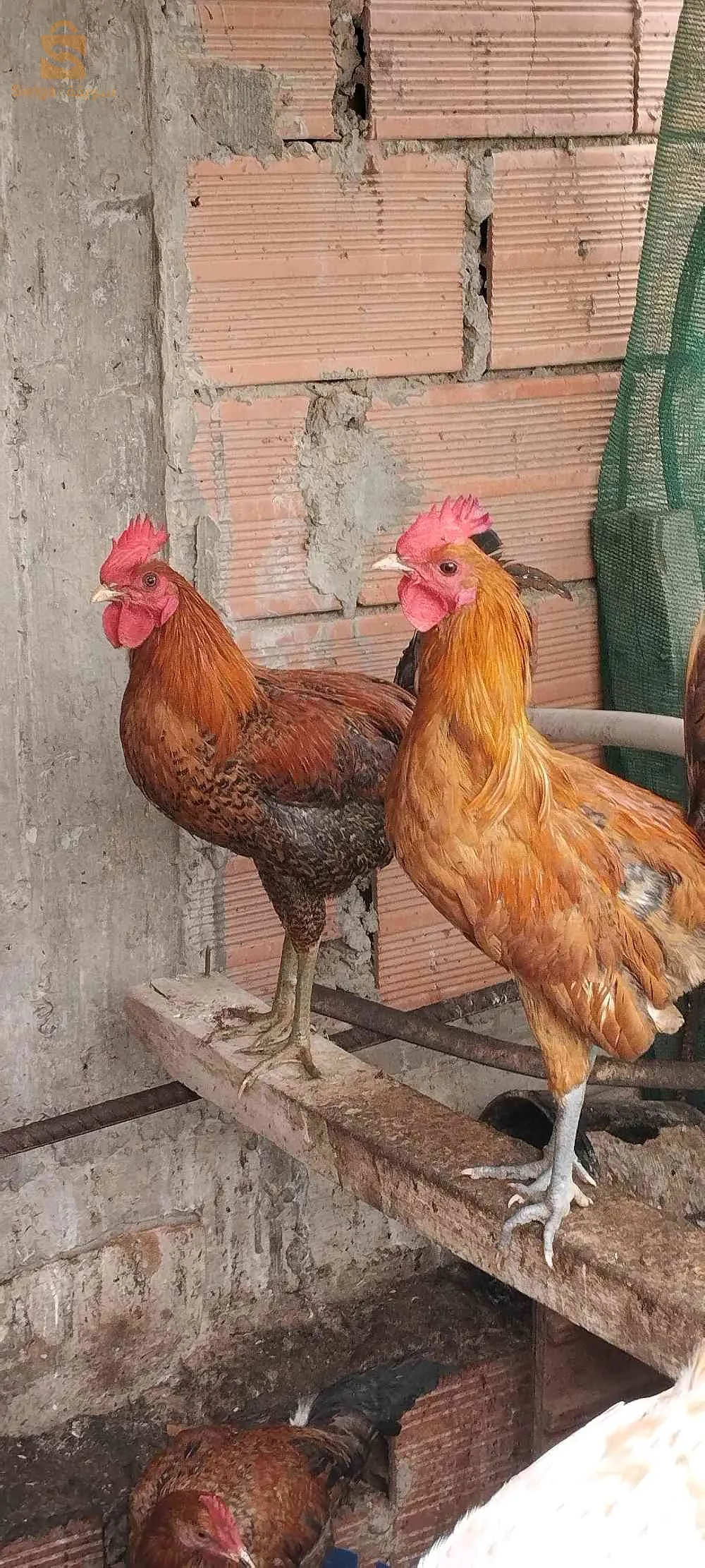 دجاج فيومي وعرب