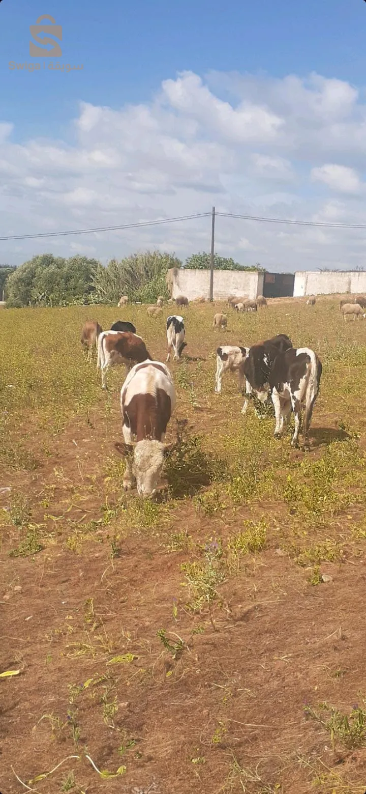 cows for LAID