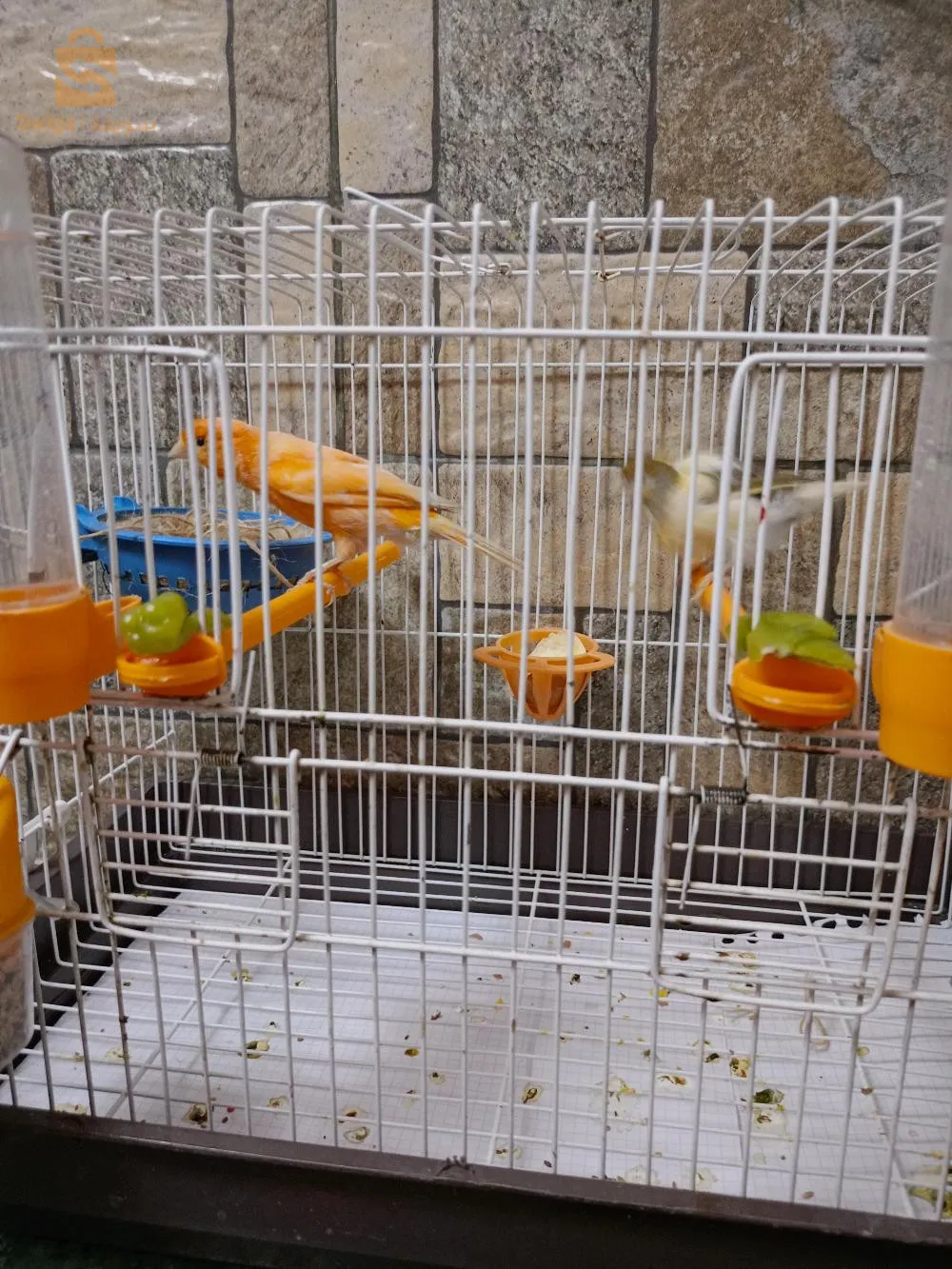 جيد جدا