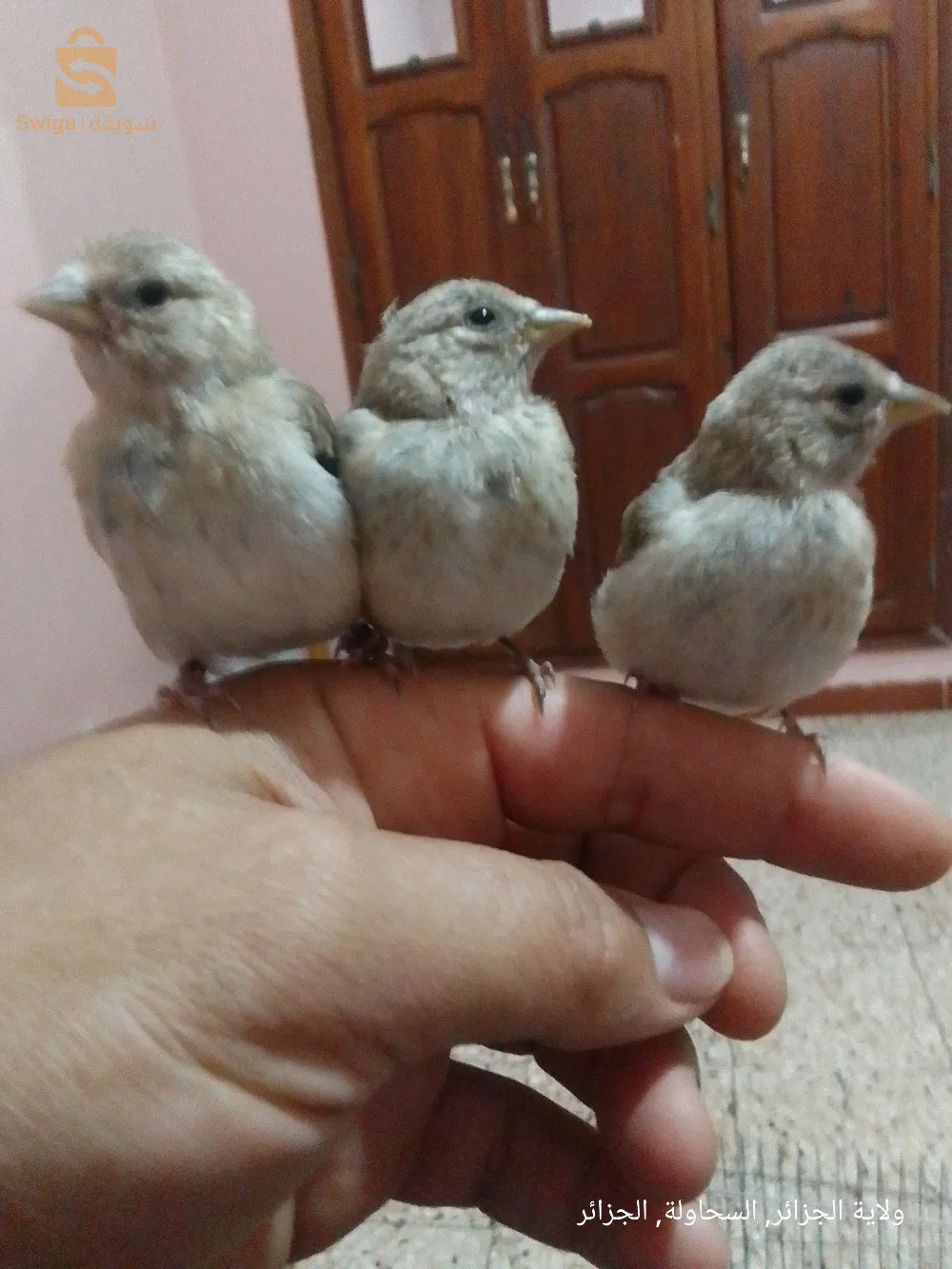 باباعلي السحاولة