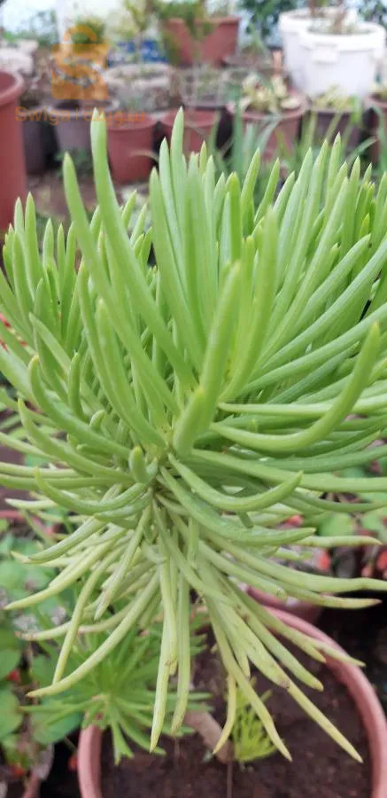 Le prix selon la qualité des plantes et la  taille