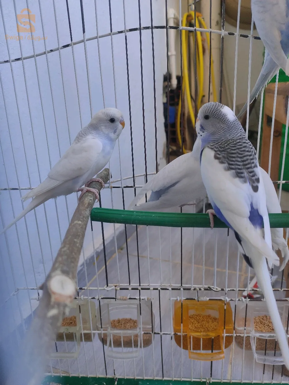 تيبازة مدينة