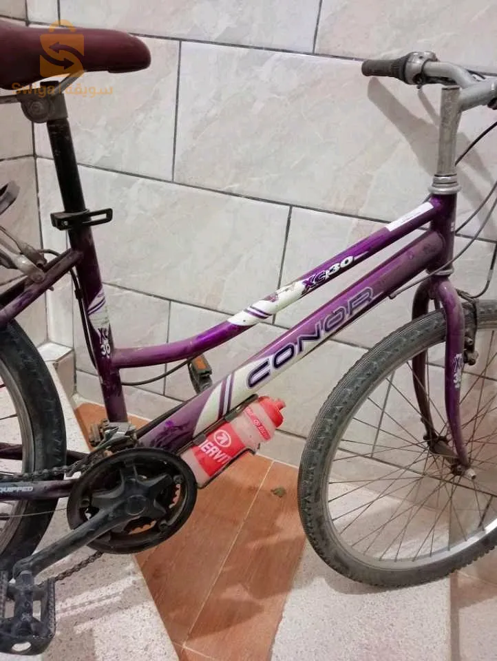 فيلو 26 خشينة مليحة