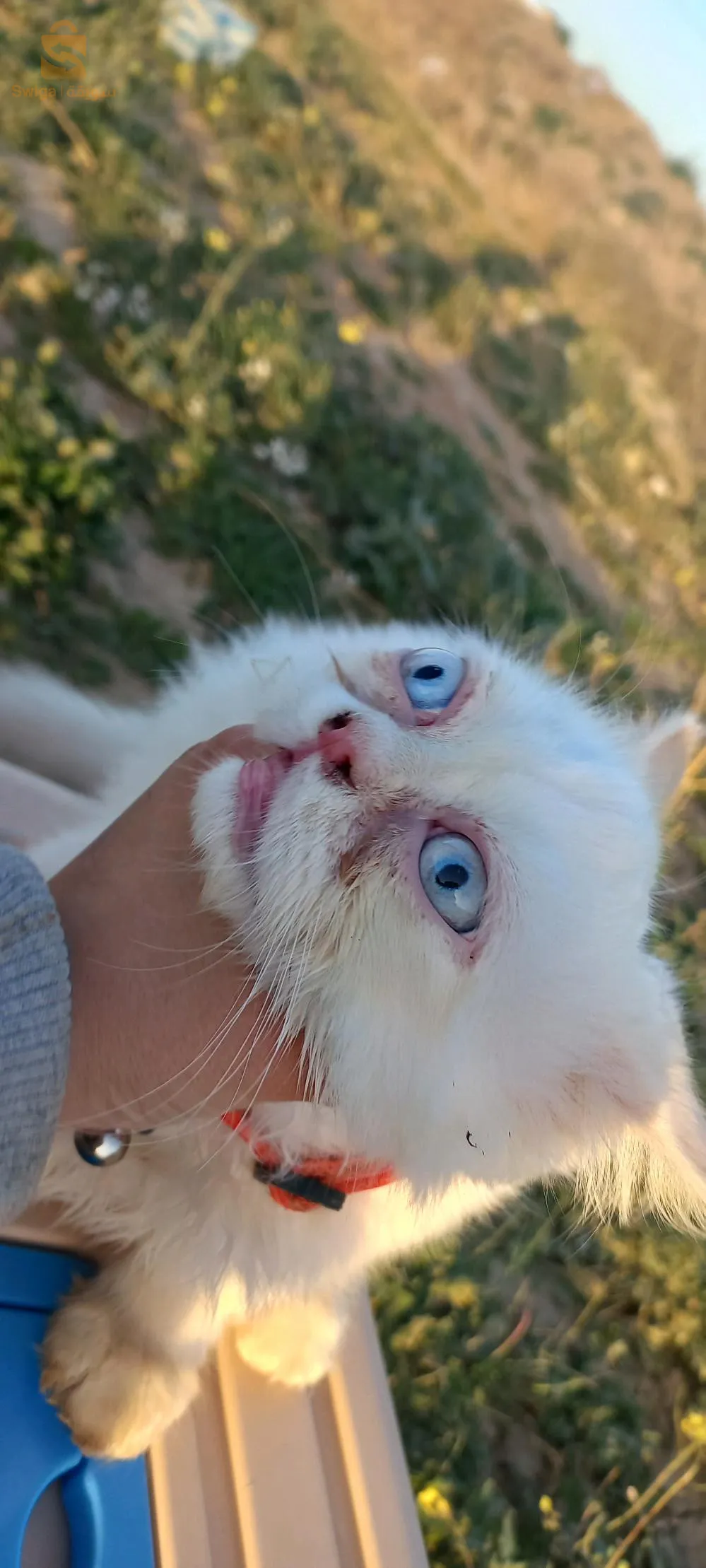 قطط بارسون هملايا