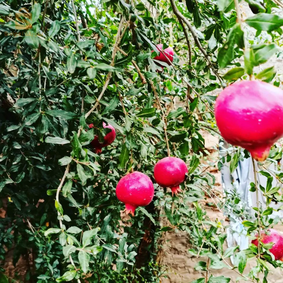 تقديم دروس خصوصية في مادة الرياضيات