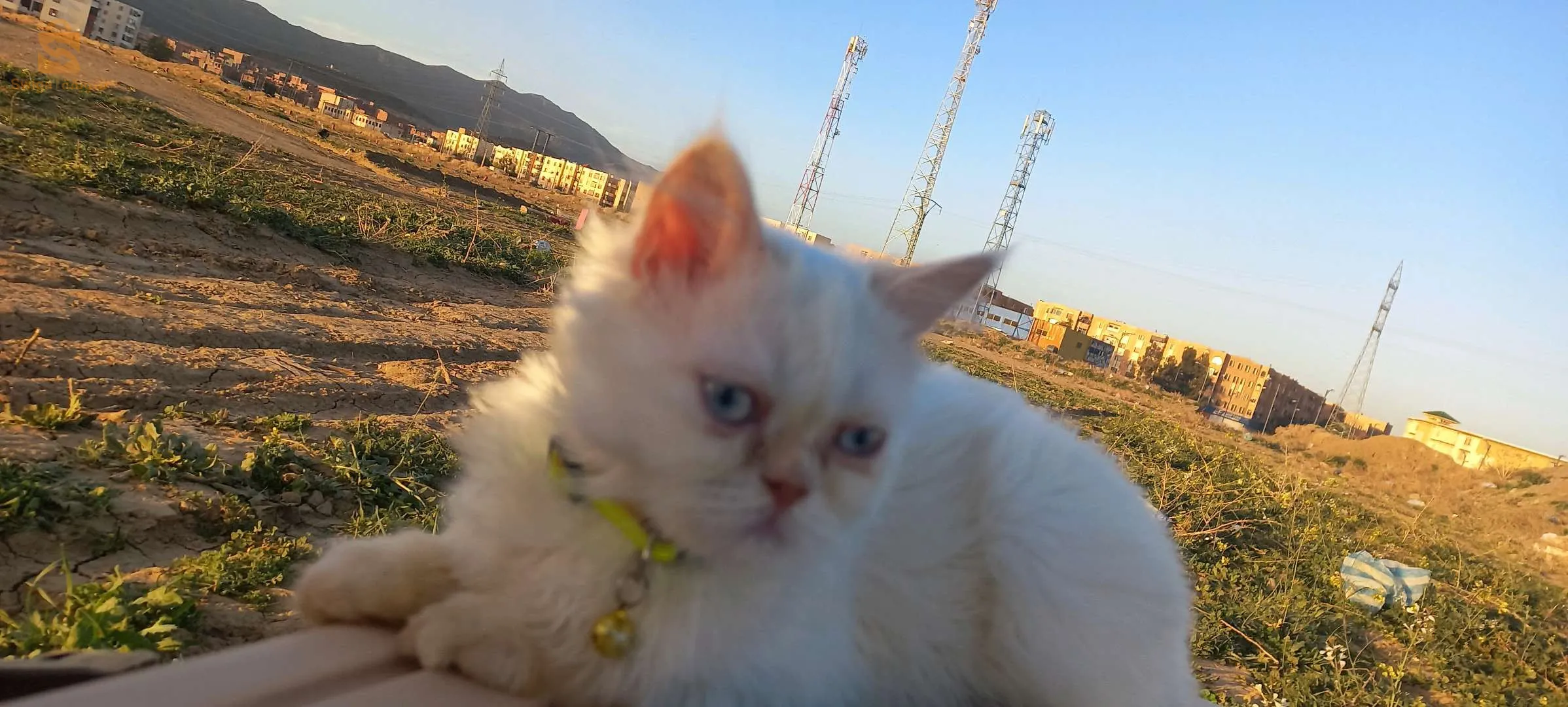 قطط بارسون هملايا