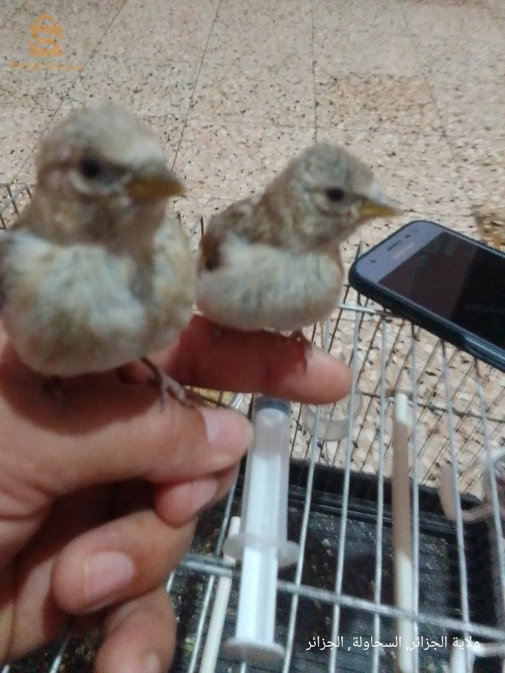 باباعلي السحاولة