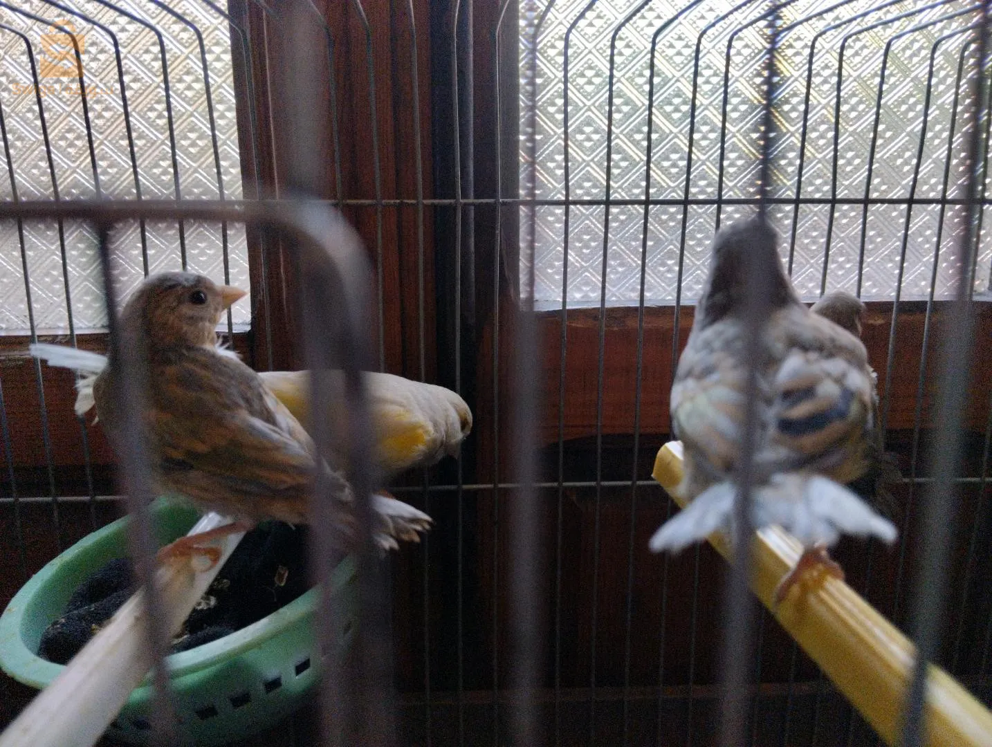 mulet maknine x  femelle canari jaspe  yeux rouges