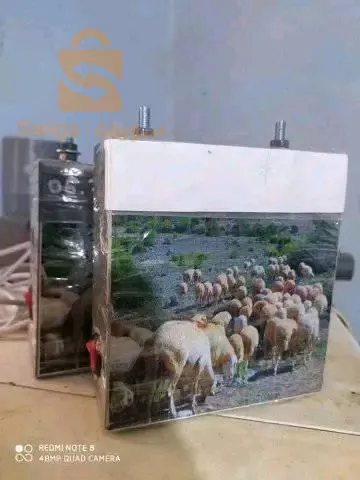 راعي كهربائي