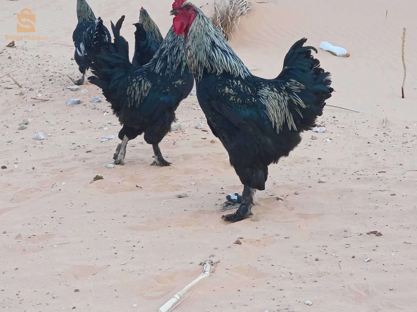 بيع طيور  الد جاج