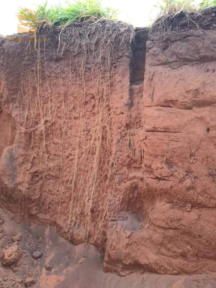 بذور العلفية حصرية في الجزائر من العملاق الأمريكي شركة وولف سومنت