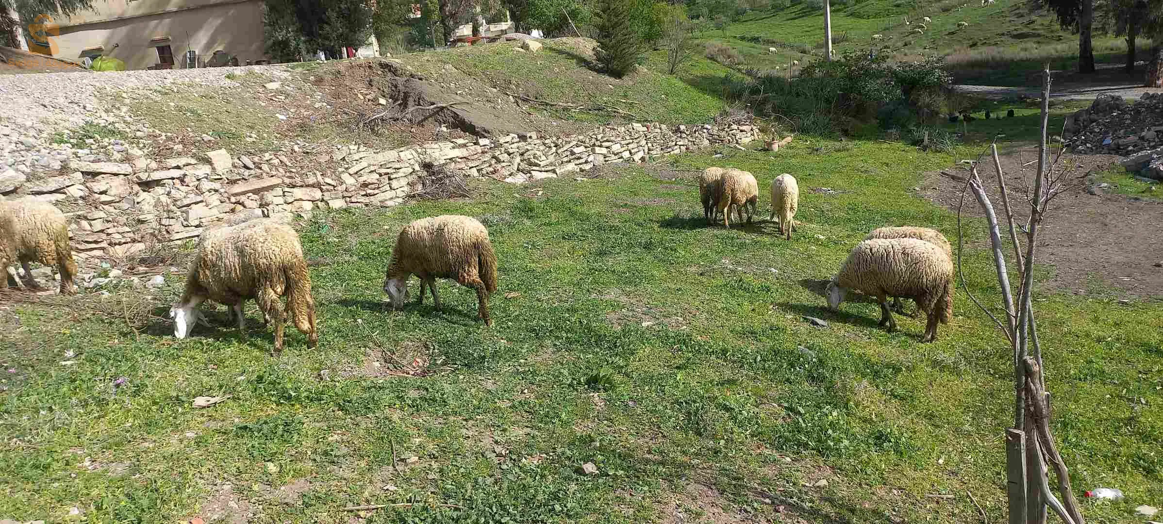 علوشات للبيع