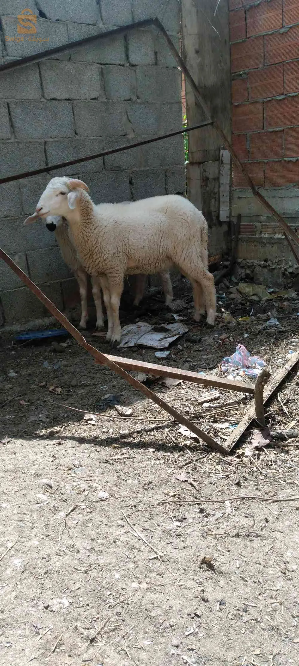 عنابة