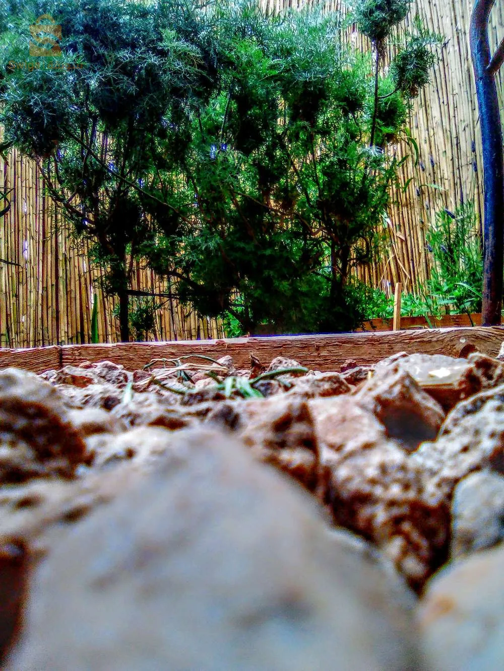 شارع 42 حي الزيتون مغنية .