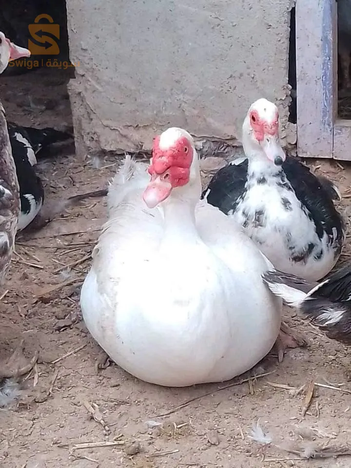 بط البربر+بيض ملقح ✅