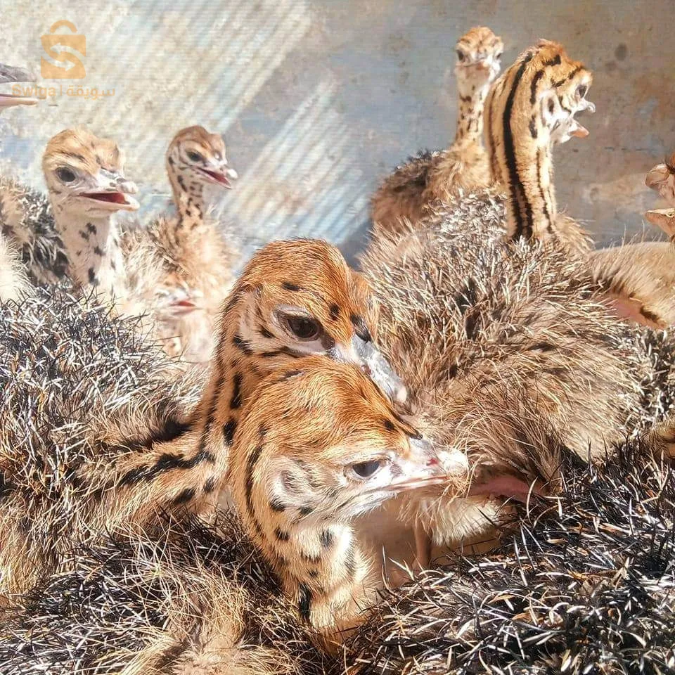 فراخ نعام افريقي احمر الرقبة عمر شهر