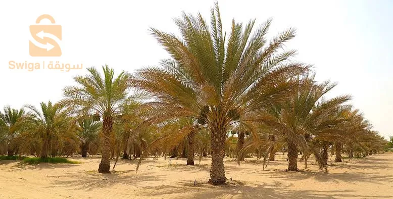 أرض فلاحية للييع في منطقة تيميمون