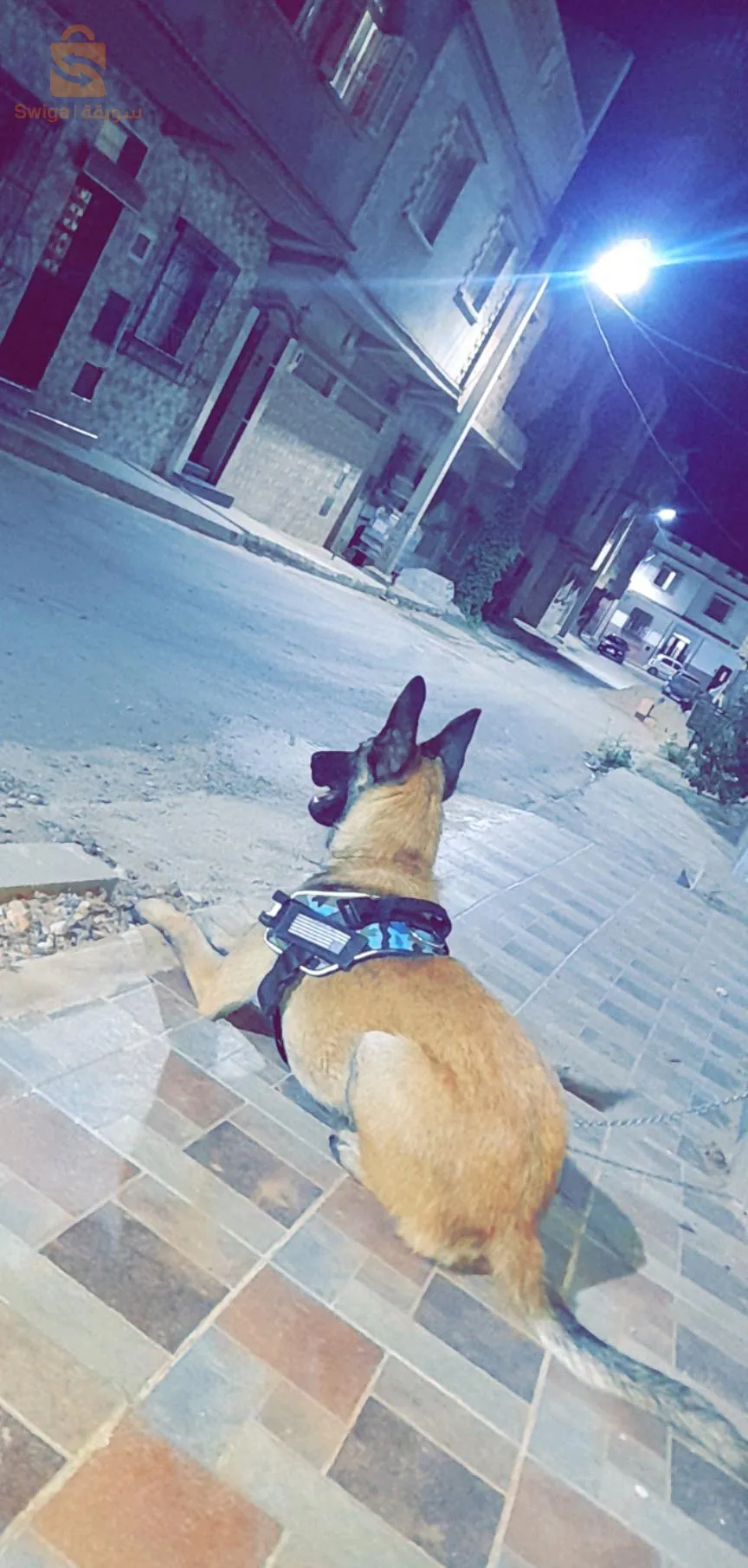مالينوا كلاسيك  18 moi