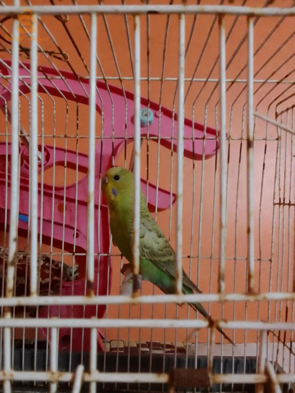 حي سياىي خليفة