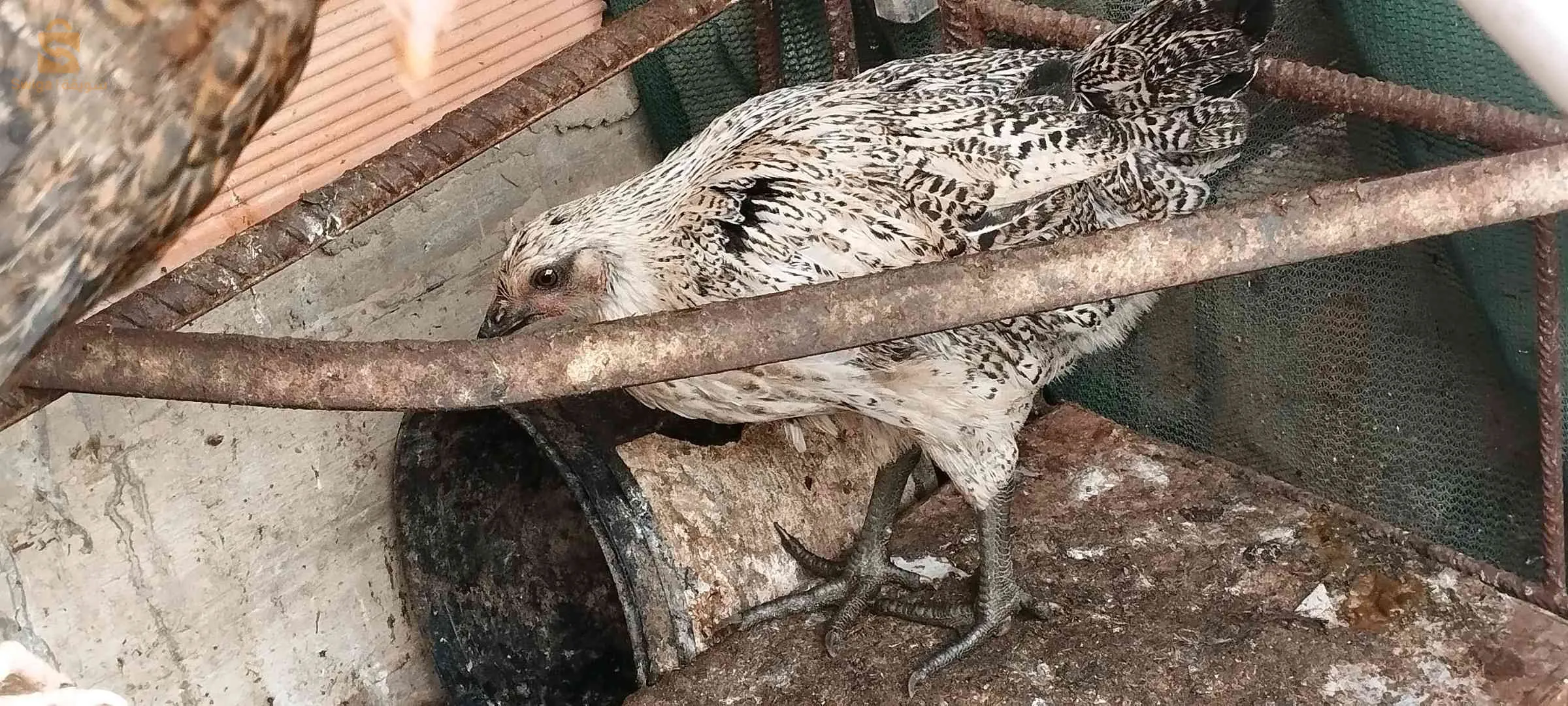 دجاج فيومي وعرب