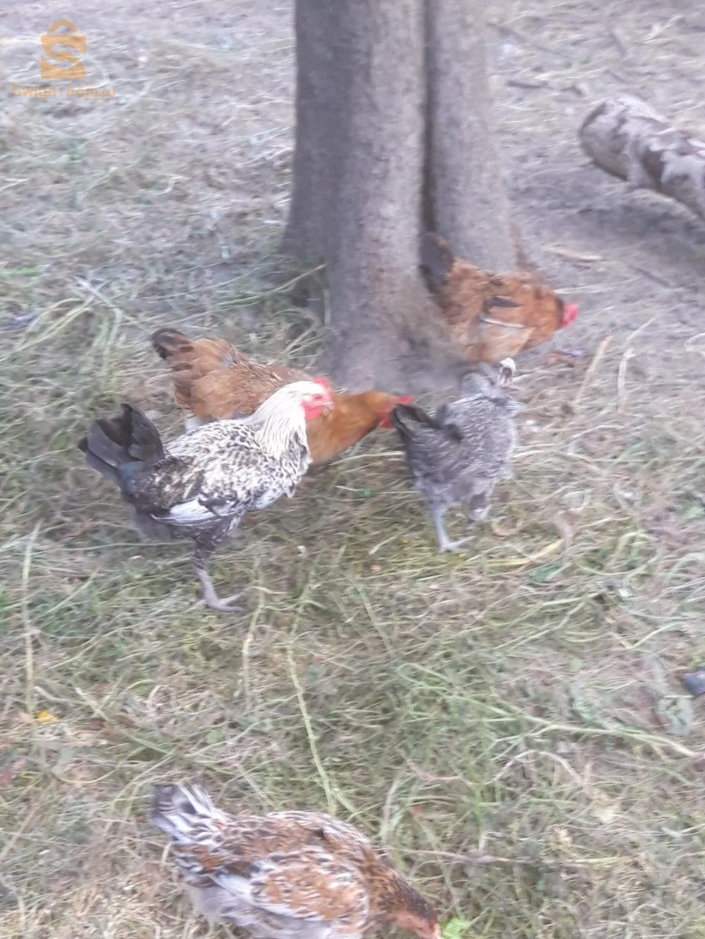 ذكور فيومي فضي وذهبي 5اشهر