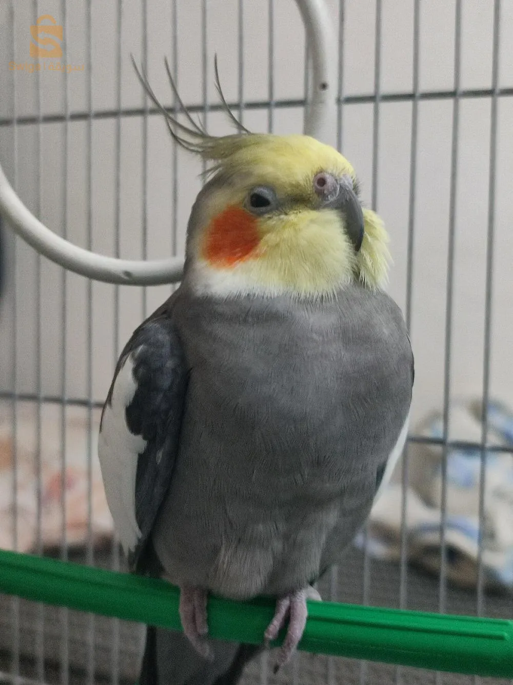 cockatiel