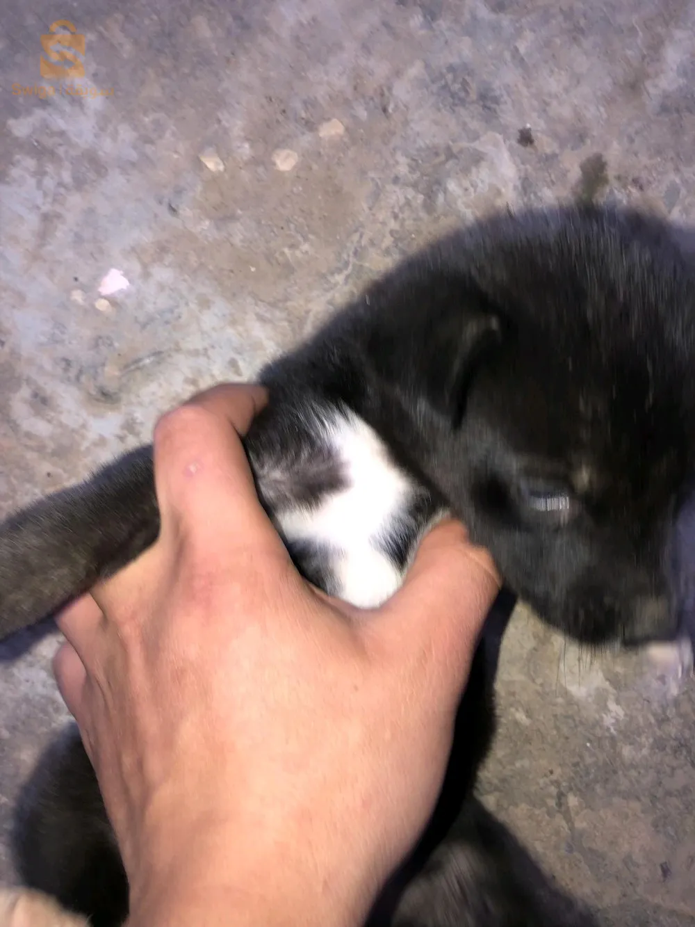 فيمالا عمرها 40 يوم لأب بارجي لأم هاسكي