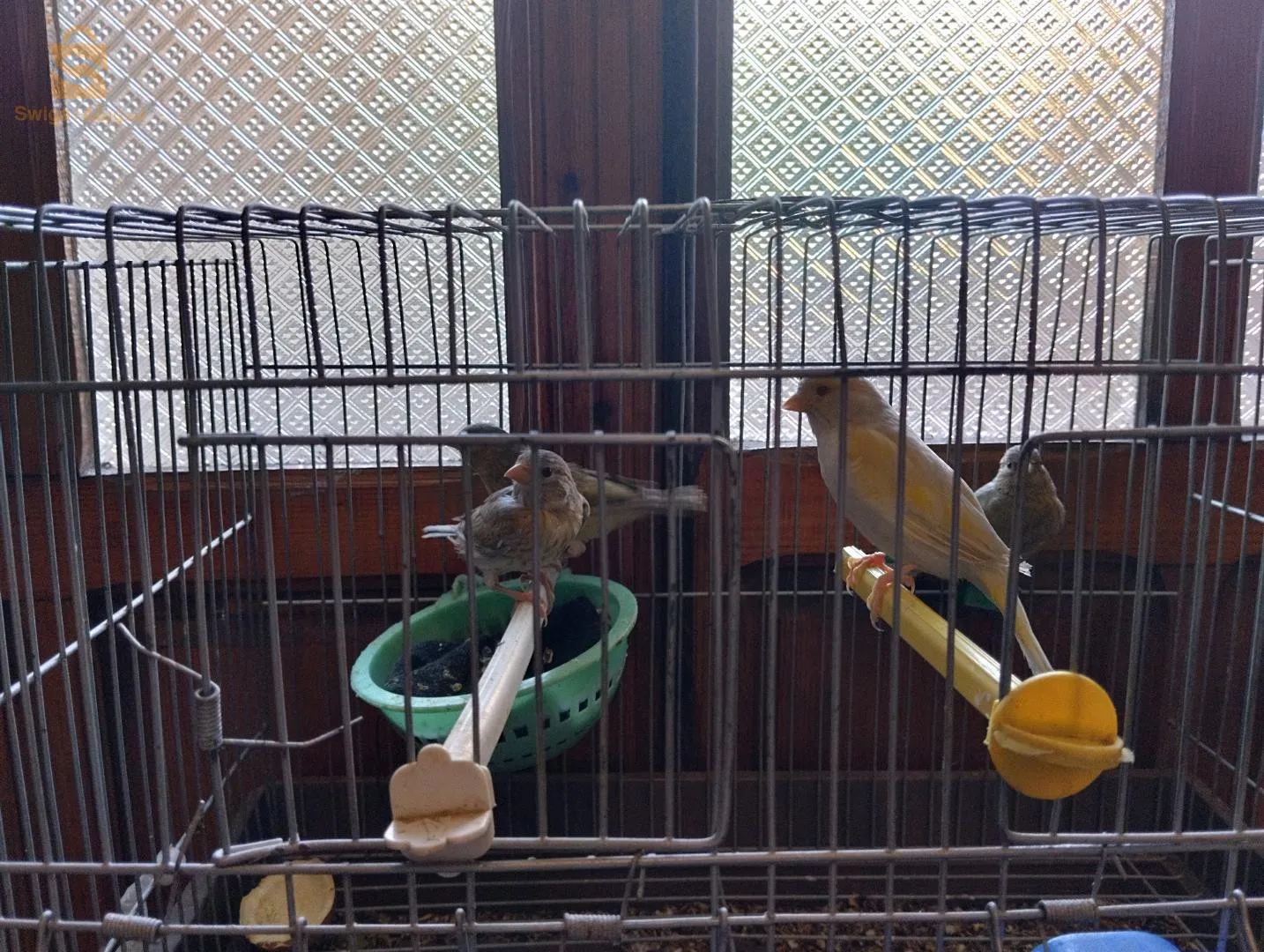 mulet maknine x  femelle canari jaspe  yeux rouges