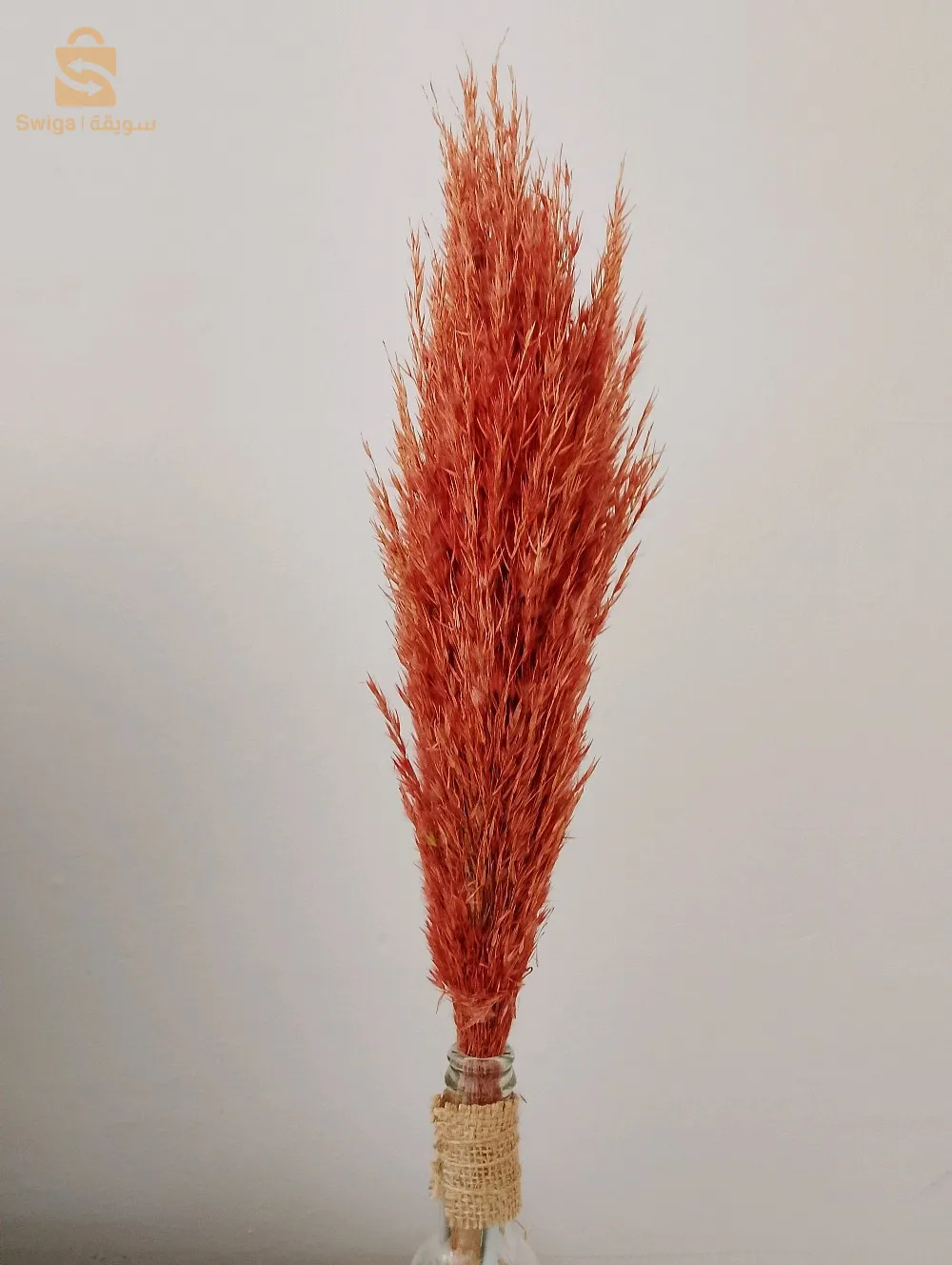 ازهار الزينة🌷