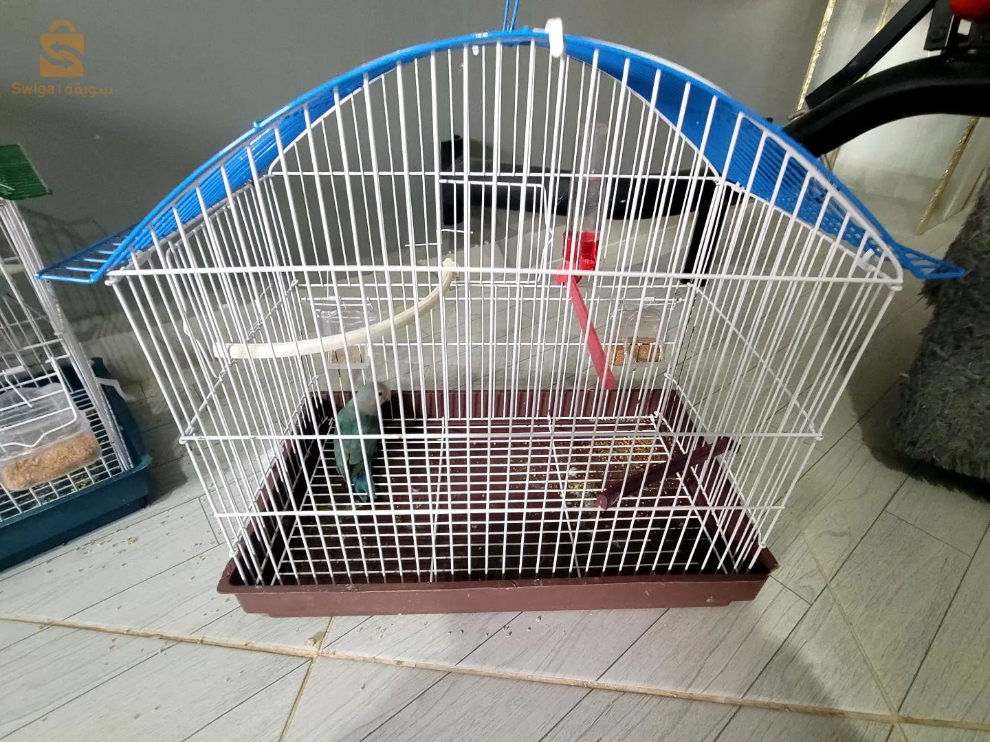 un oiseau d'amour à vendre avec la cage