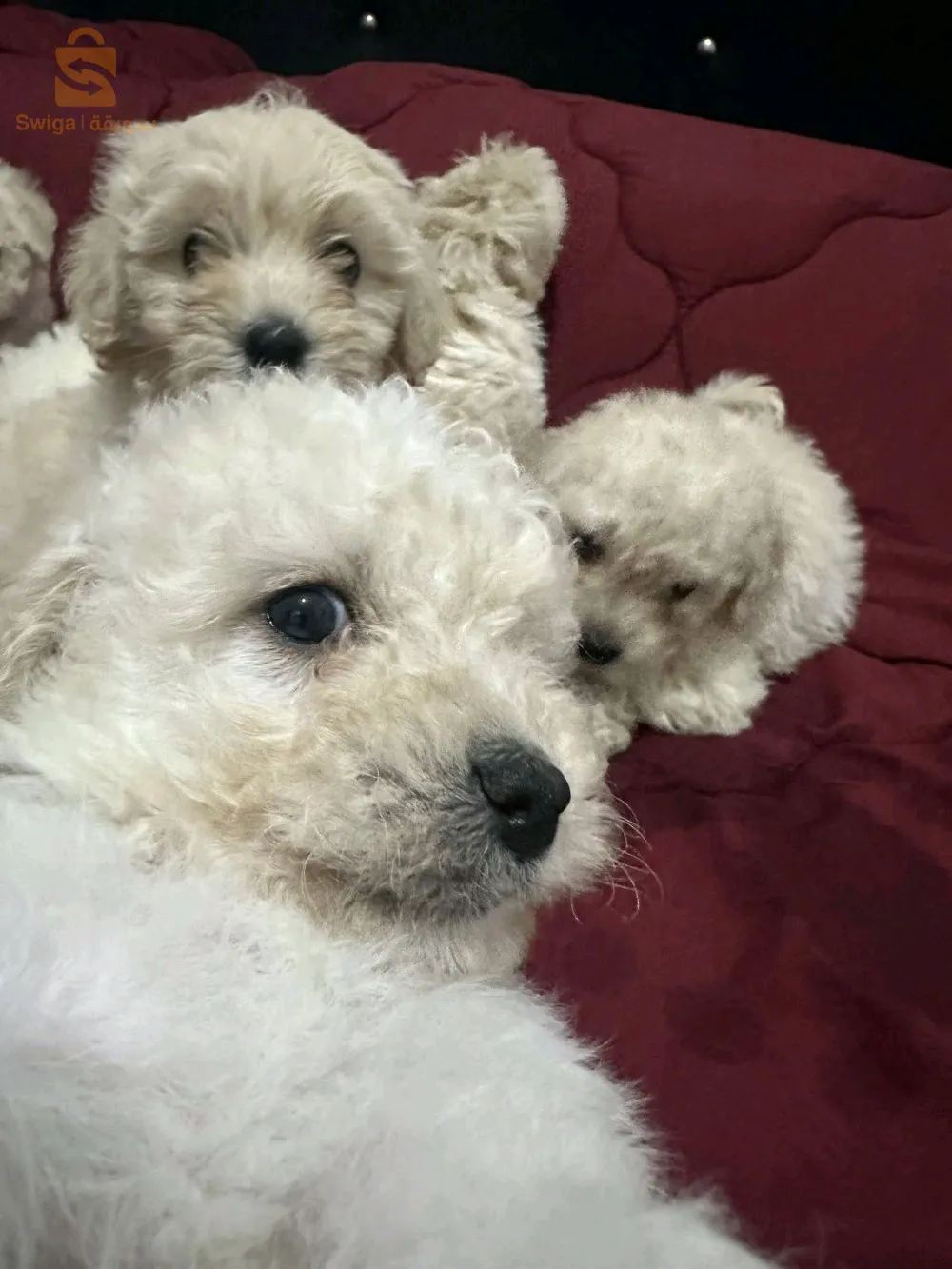 des chiots