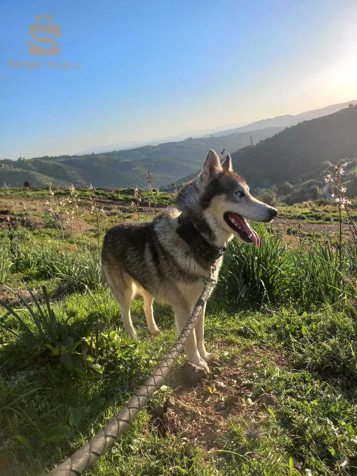 لي شراه بصحتو