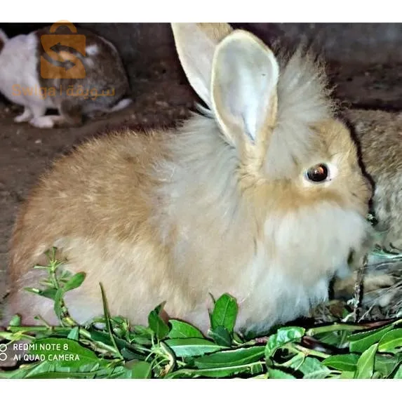 ولاية تبسة بلدية صفصاف الوسرى