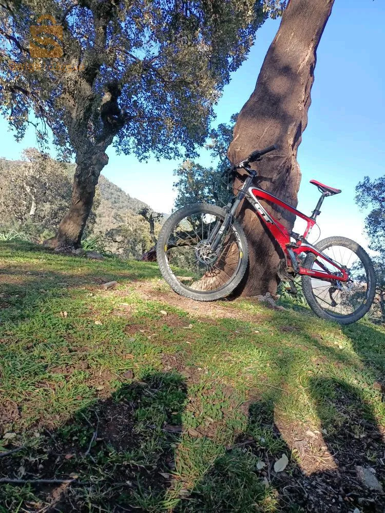 الزيتونة ولاية سكيكدة