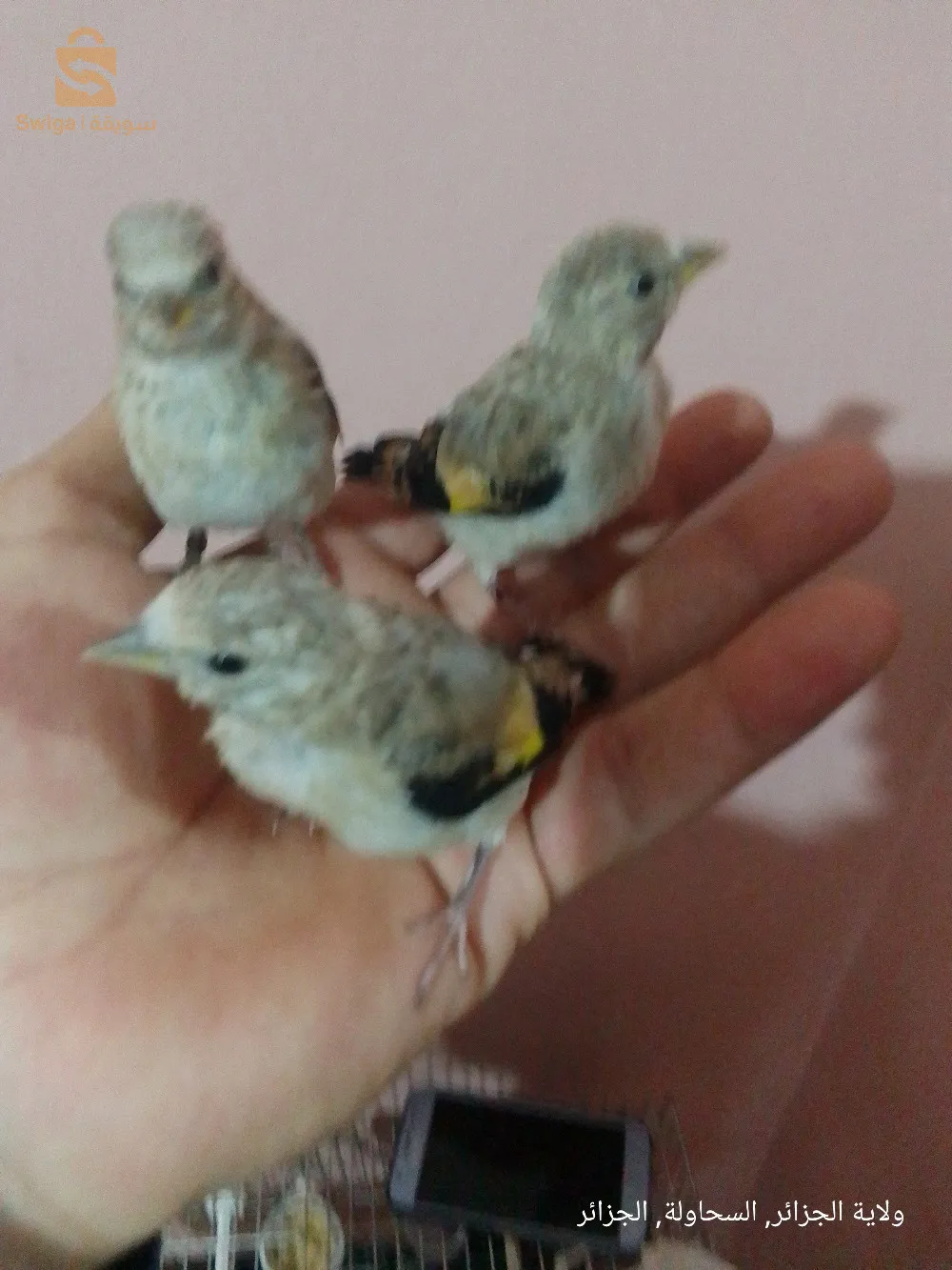 باباعلي السحاولة