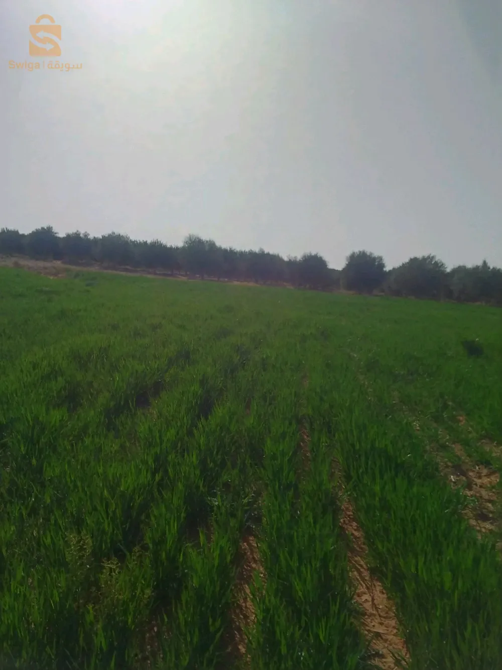 بلدية خطوطي سد الجير ولاية المسيلة